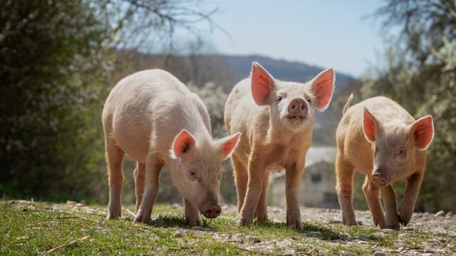 Leading the way in innovative biosolutions for agriculture