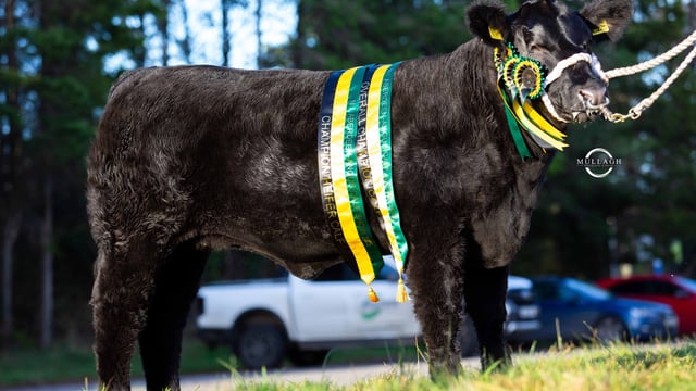 Back-to-back championships for Drumhill herd at NI Angus calf show