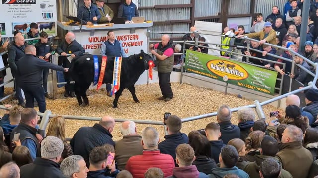 Carrick Winter Fair: Weanling heifers surpass €20,000 as sale gets underway