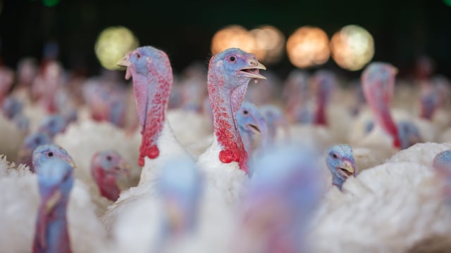 DAFM: 80,000 turkeys culled on commercial premises in Ireland