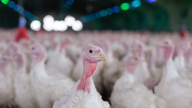 DAFM: Bird flu outbreak in commercial turkey flock in Co. Monaghan