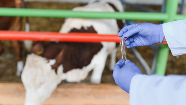 Boehringer Ingelheim MD elected president of global animal health association