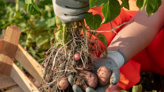 Turning potato crop waste into skincare gold in Scotland