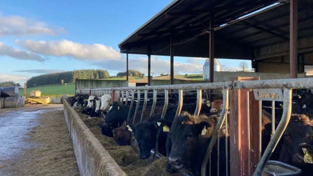 ABP Demo Farm: Cattle kill out results and yearling weights