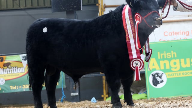 Top price of €9,200 paid at 'Elite Angus' sale