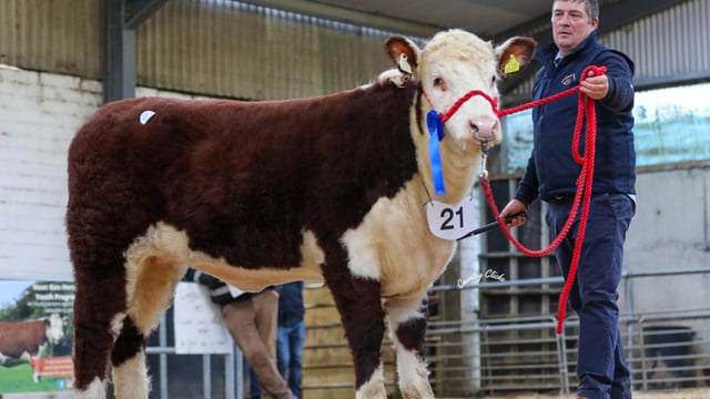 Hereford heifers average €3,890 at society sale in Tullamore