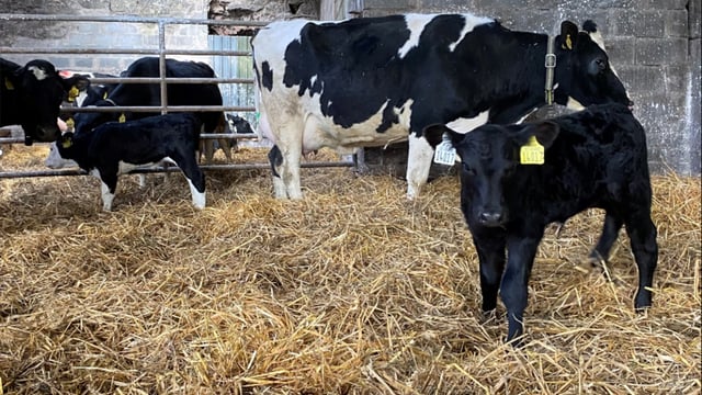 BVD calf compensation rates unchanged since 2019