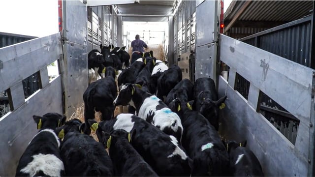 What impact could bluetongue have on calf exports next spring?