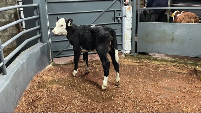 Pre-movement test set for herds with BVD positive calves in 2026