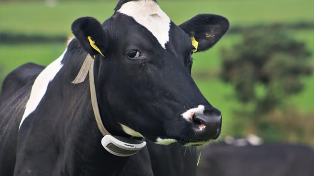 ‘The collars have provided me with certainty - that's invaluable to me'