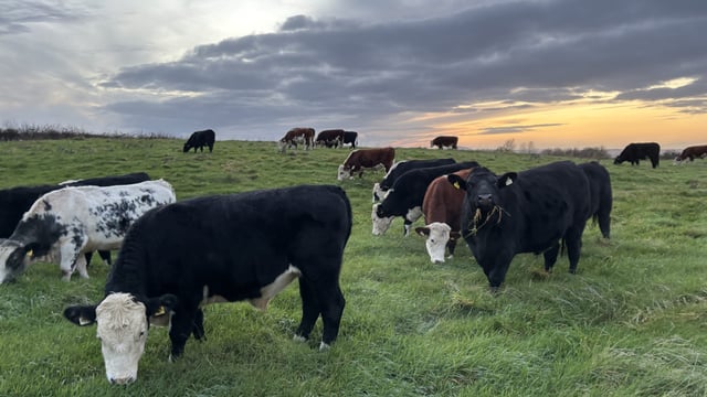 Factory quotes: Beef trade remains firm heading into New Year