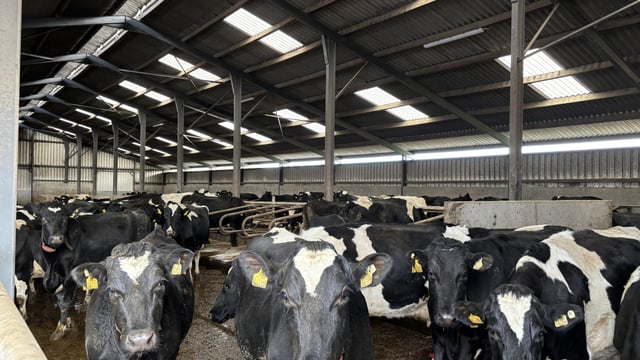 Listen: Pushing 580kg/MS in a Wicklow winter milking herd