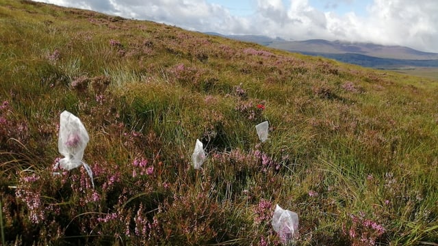 Honeybee activity linked to smaller bumblebees in heather habitats