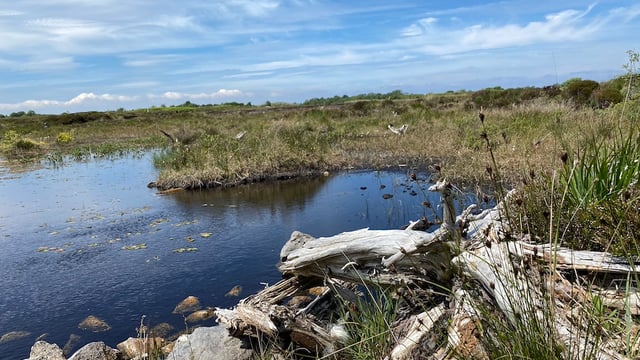 All-Ireland peatlands centre of excellence launched