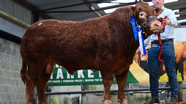 Limousin bulls average €6,500 at society sale in Roscommon