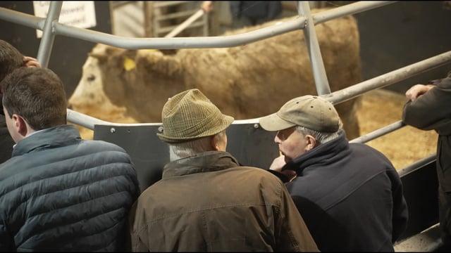 Watch: Catch-up at the mart - 'The cattle have to be fed on Christmas Day'