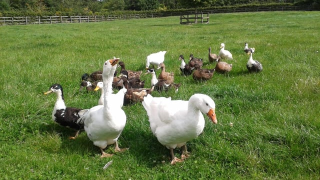 Newbarn Farm invites public to take a gander
