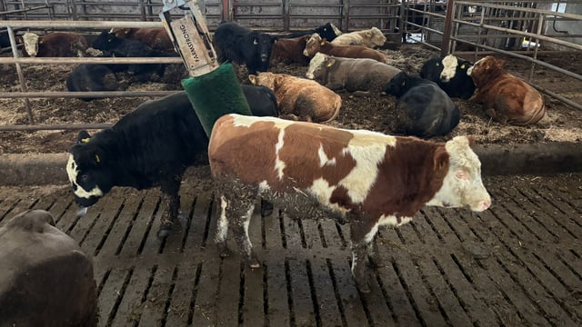 High-index heifers and bull beef on 85-cow Monaghan suckler farm