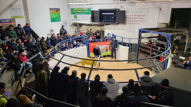 New record price of €6,400 paid at Texel Twilight Sale in Carnaross