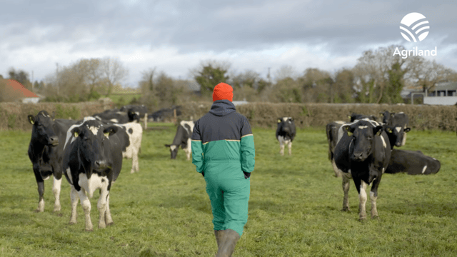 Finishing out the grazing rotation with an award-winning herd in Co. Tipperary