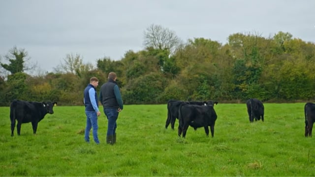 Rural focus revisit: Young farmers buying calves with no up-front payment