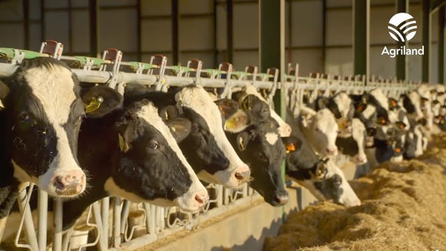 Award winning Hallow Holsteins and its ‘unbelievable year’