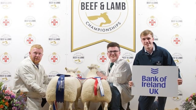Lambs hit record high of £820 at RUAS championships