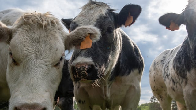 Dairy-beef production 'set to grow' across the globe - AHDB