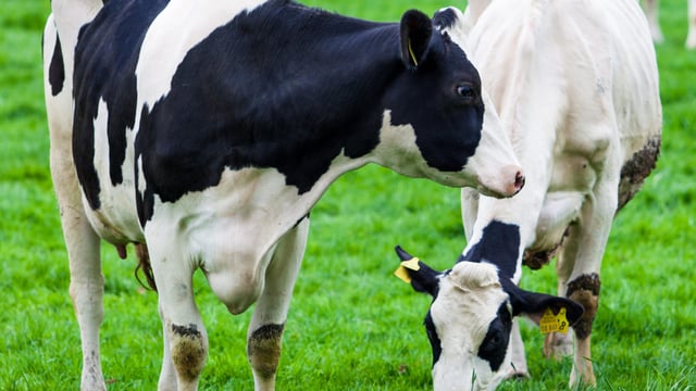 Centenary Thurles recruiting new CEO as it predicts 'third highest milk supply year on record'