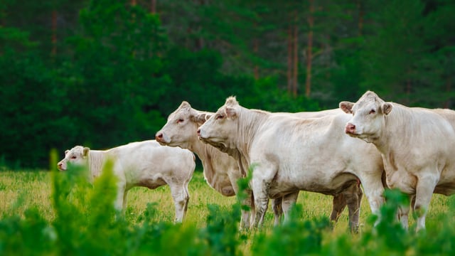 EU beef production projected to 'decline further' driven by herd reduction - report