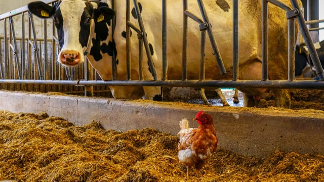 New biosecurity strategy launched as Ireland faces 'ongoing threats'