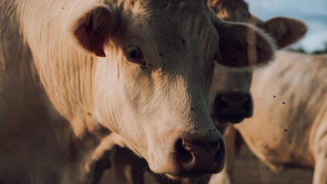 266 cases of bluetongue in GB in 2025 season - Defra