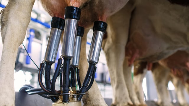 Domestic milk intake jumped to 708 million litres in October 2025 - CSO
