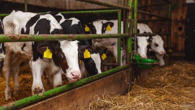 How can good ventilation improve calf welfare?