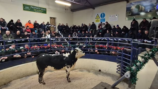 Sale report: Top prices from Herbies Heifers sale in Carrigallen