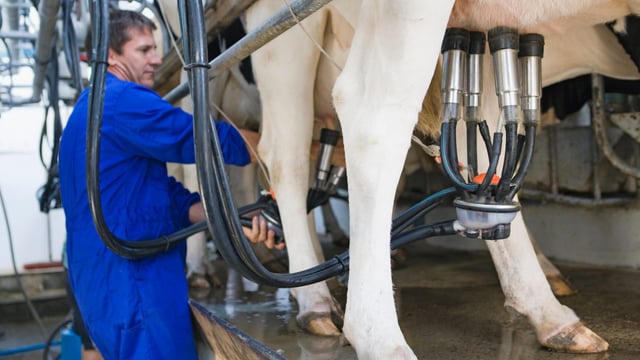 Genetic improvements and new feeding tech expected to boost EU milk yields - report