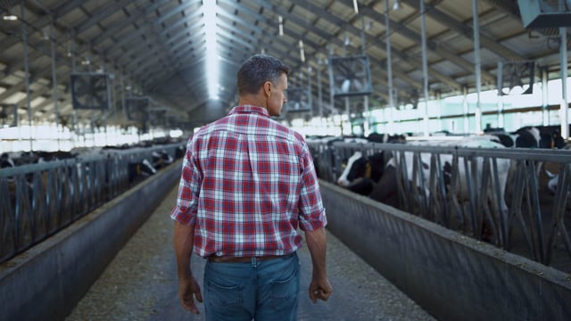Who had the top farm income in 2025 - dairy or beef farmers?