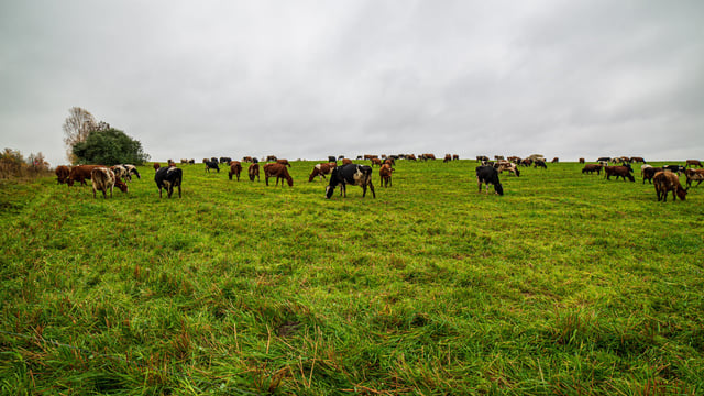 CSO report: Cattle prices expected to be up by 43% in 2025
