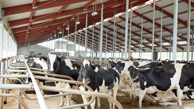Final GDT auction of 2025 sees yet another fall in dairy prices