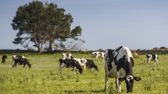 ICOS 'deeply concerned' about Habitats Directive compliance and nitrates derogation