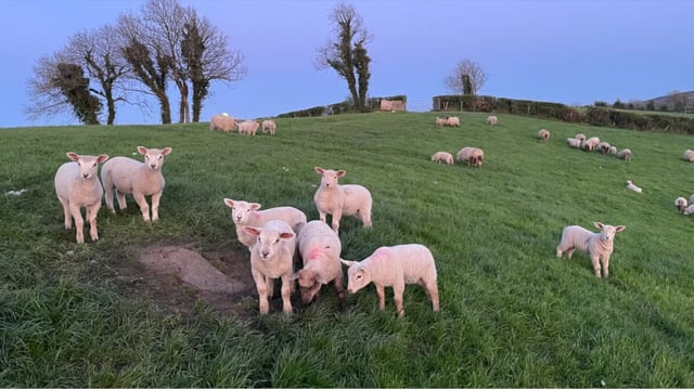 Are there signs of optimism for the Irish lamb trade in 2026?