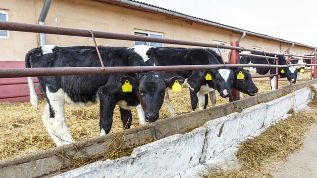 'Fear' farmers will go directly to abattoirs due to flat rate VAT change - senator