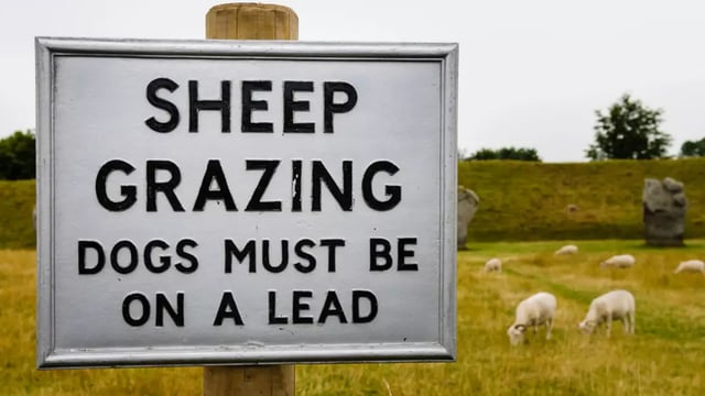 Graphic video: Farmer calls for dog microchip reform after fatal sheep attack