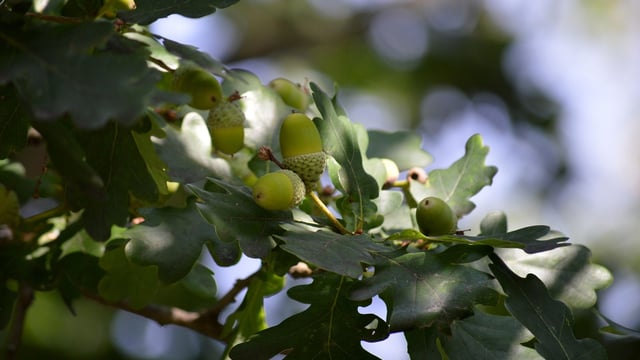 Oak is 'key to future afforestation and habitat improvement' - report
