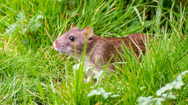 Rodent control on farms 'essential to ensure food hygiene'