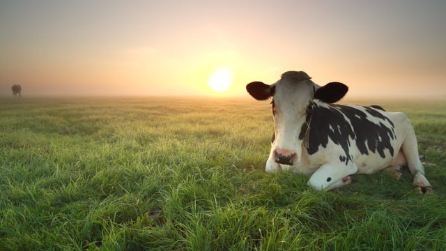 Ample milk supplies to impact on commodity prices - Rabobank