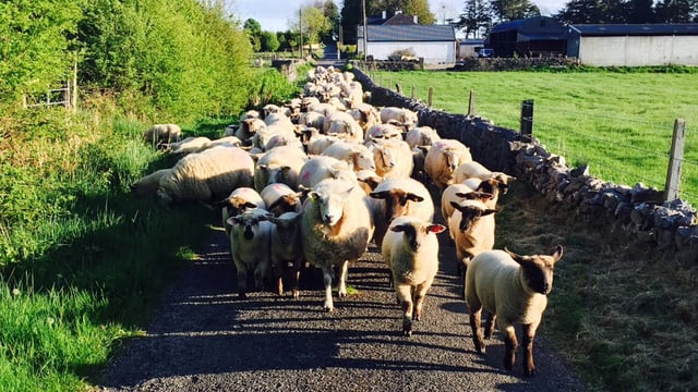 Sheep Ireland confident updated evaluations will deliver gains