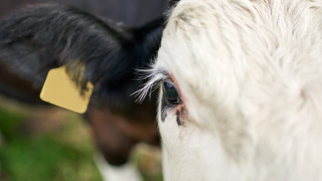 UFU: 'No intention to cull animals' at this time in relation to bluetongue
