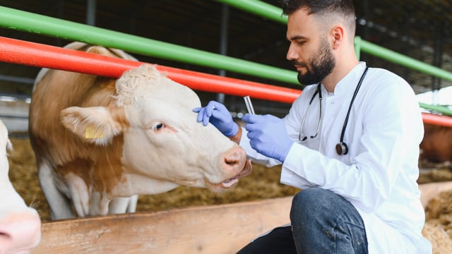 France to begin vaccination against lumpy skin disease