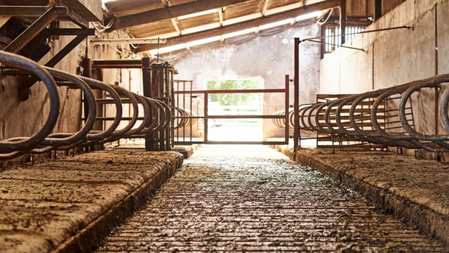 TB cull of pedigree herds costing some farmers 'over €55,000' - senator